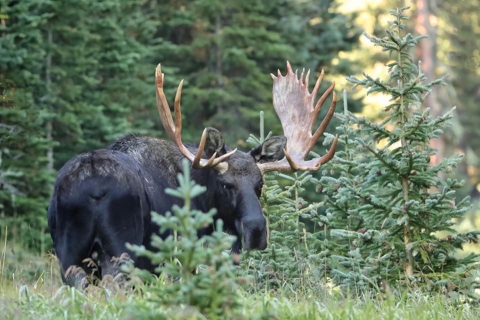 Full-Day RMNP Over the Top Tour - RMNPhotographer - Key Points