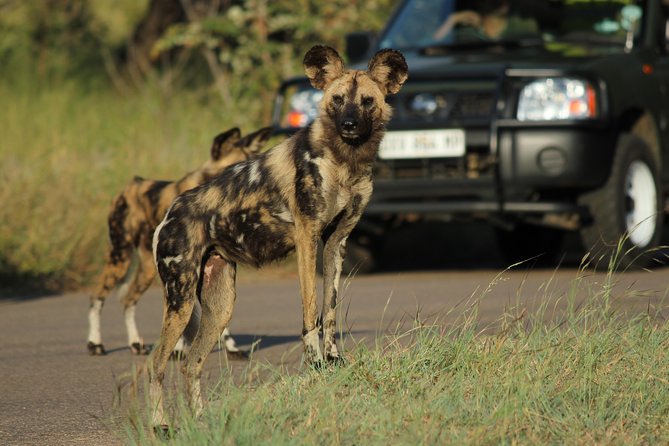 Full Day Safari in the Kruger National Park From Hazyview - Key Points