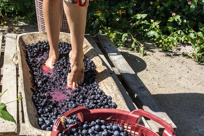 Grape Stomping in Tuscan Farmhouse From Florence - Key Points