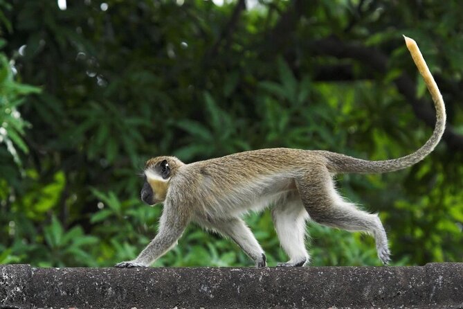 Half-Day Barbados Caves and Critters Tour With Pick up - Key Points