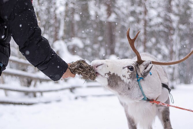 Half-Day Experience in Local Reindeer Farm in Lapland - Key Points