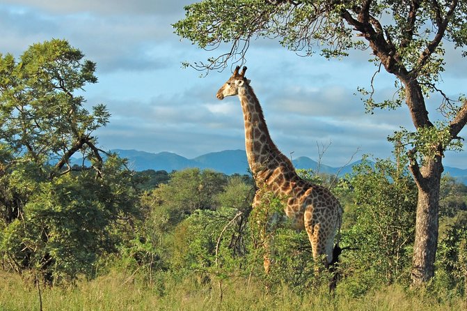 Hluhluwe Game Reserve Safari From Durban Key Points