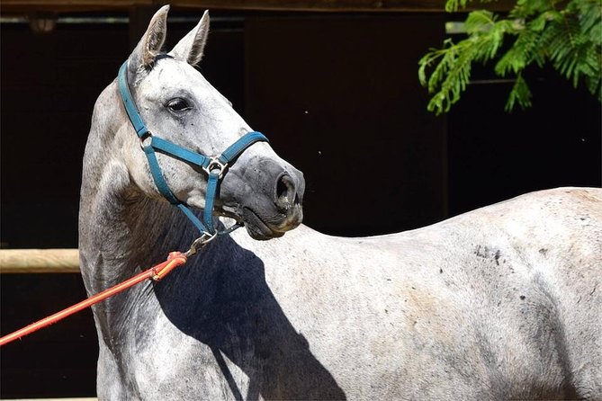 Horseback Riding Experience in Aljarafe, Doñana Park From Seville - Overview of the Tour