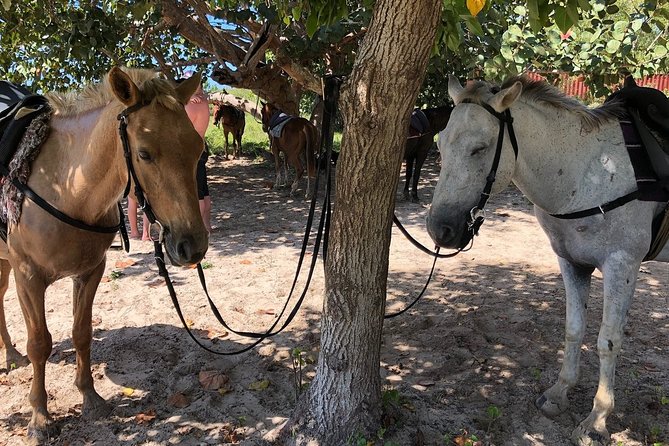 Horseback “Special”- Negril'S Beach Ride N' Swim With Free Photos/Videos - Overview of the Tour