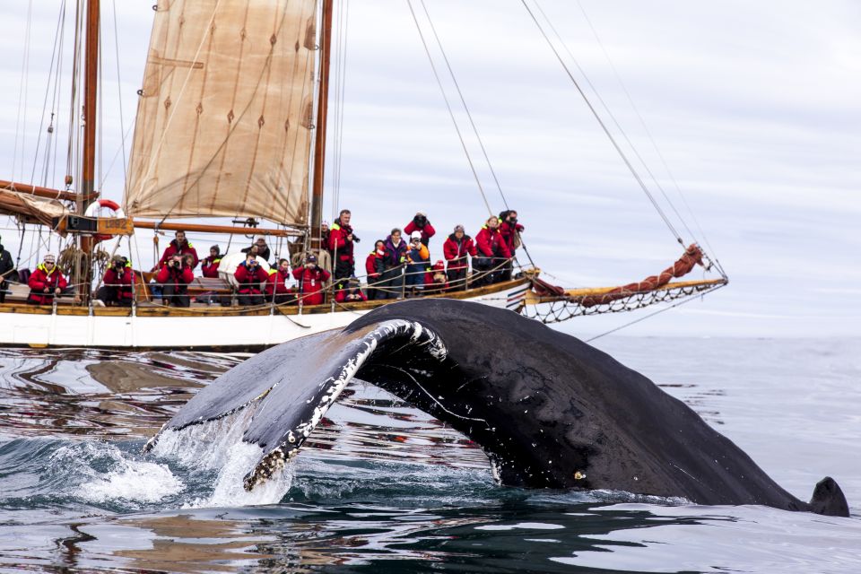 Húsavik: Whale Watching by Traditional Wooden Sailing Ship - Key Points