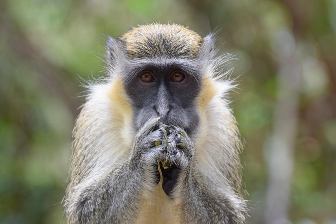 Island Adventure Harrisons Cave & Monkey Feeding Group Tour or Private Tour - Overview and Inclusions