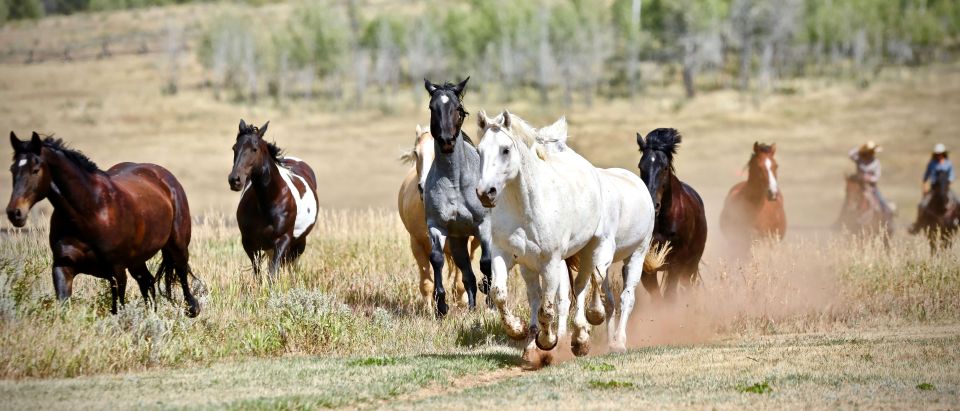 Jackson Hole: Teton View Guided Horseback Ride With Lunch - Key Points