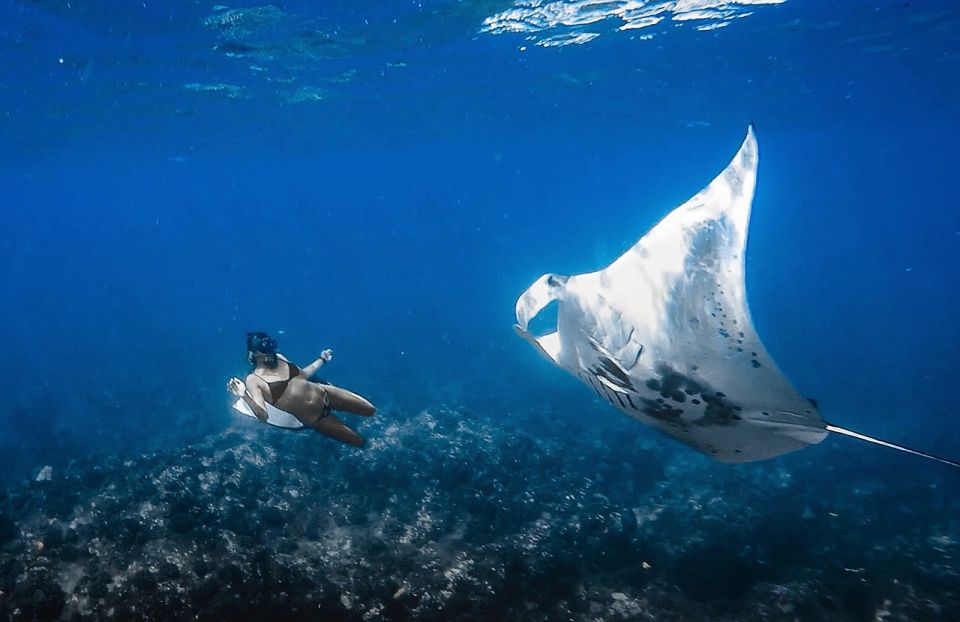 Kailua-Kona: Manta Ray Snorkeling With Hot Cocoa - Key Points