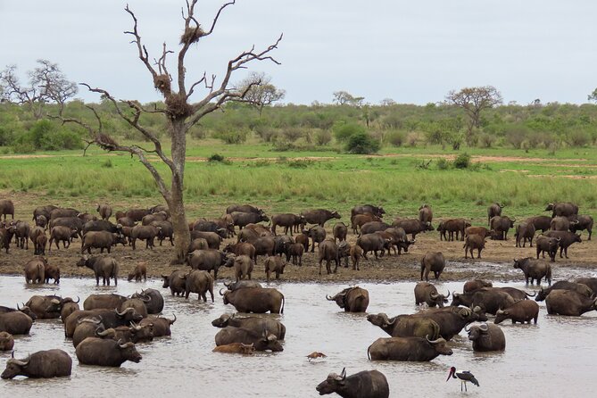 Kruger National Park - Private Full Day Safari Trip. - Overview of the Tour