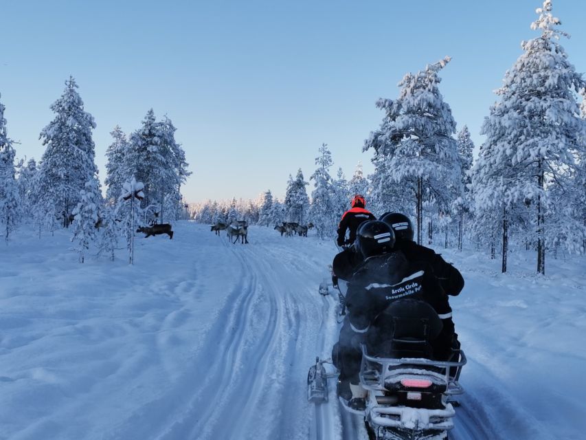 Levi: Half-day Snowmobiling Adventure - Exploring the Lapland Landscape