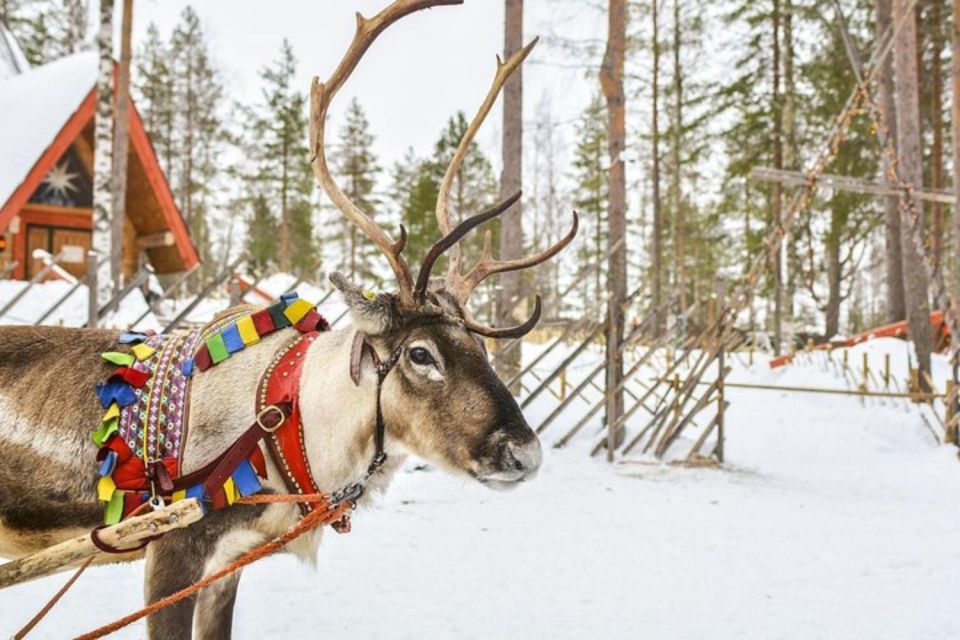 Levi: Lapland Reindeer Safari - Key Points