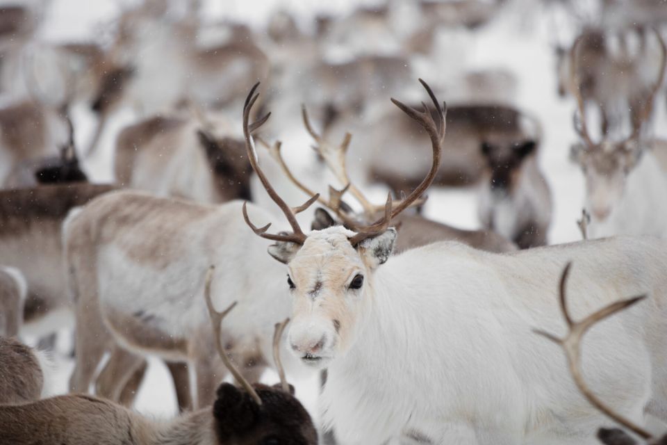 Levi: Traditional Reindeer Husbandry Experience - Key Points