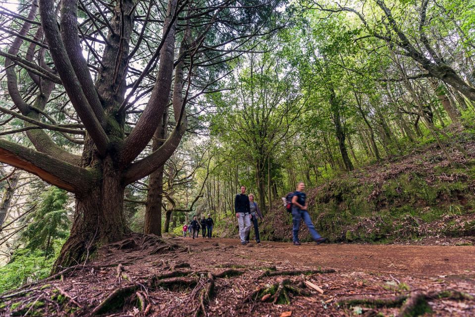 Madeira: Full-Day Laurel Forest Guided Walking Tour - Key Points