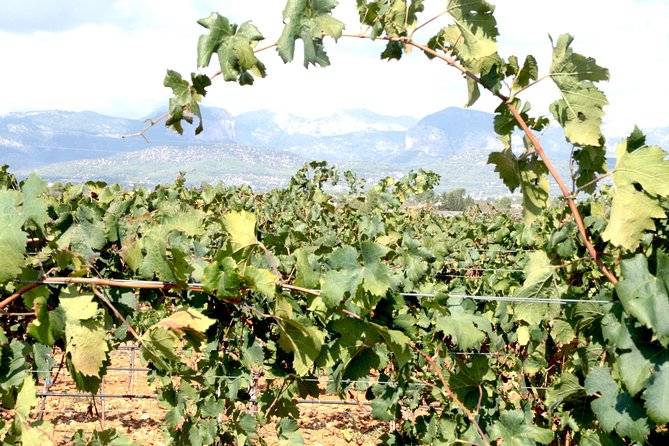 Mallorca Wine Tours Key Points