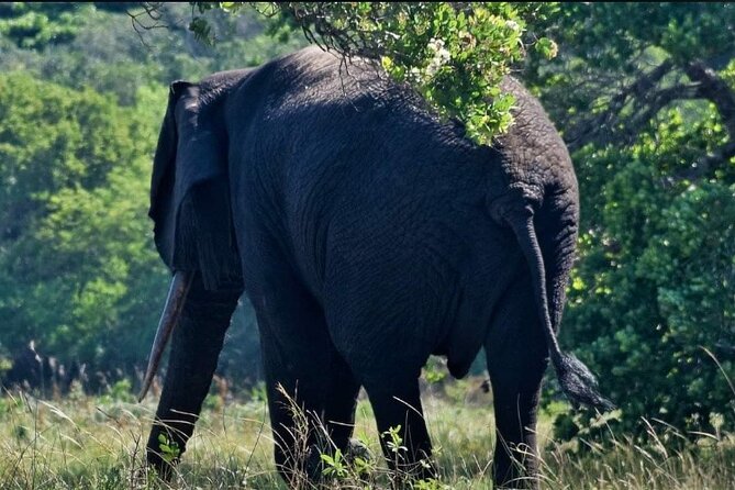 Maputo National Park (Maputo Special Reserve) Full-day Tour - Key Points