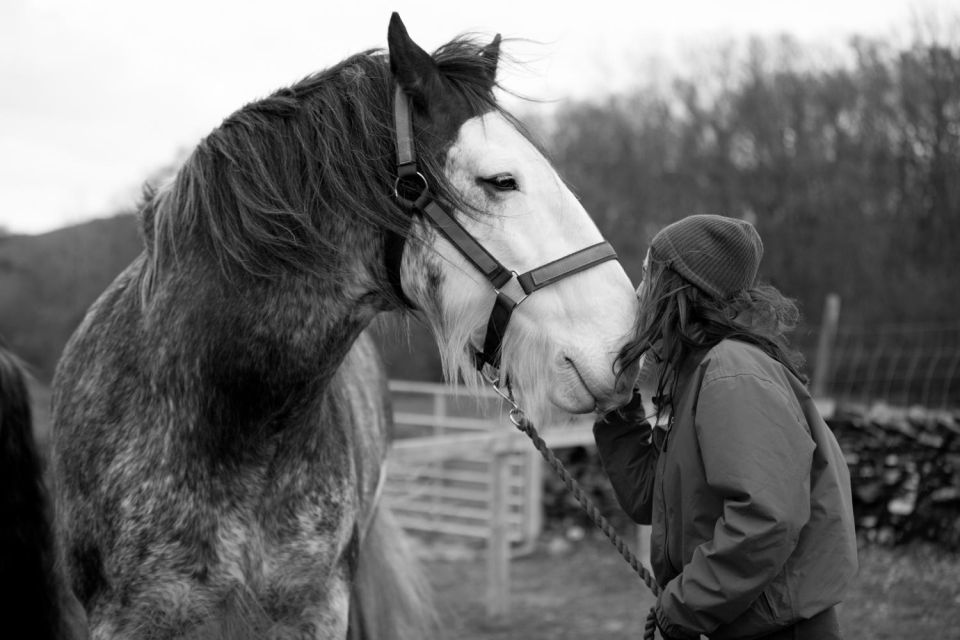 Meditate With Horses Full Circle Experiences - Key Points