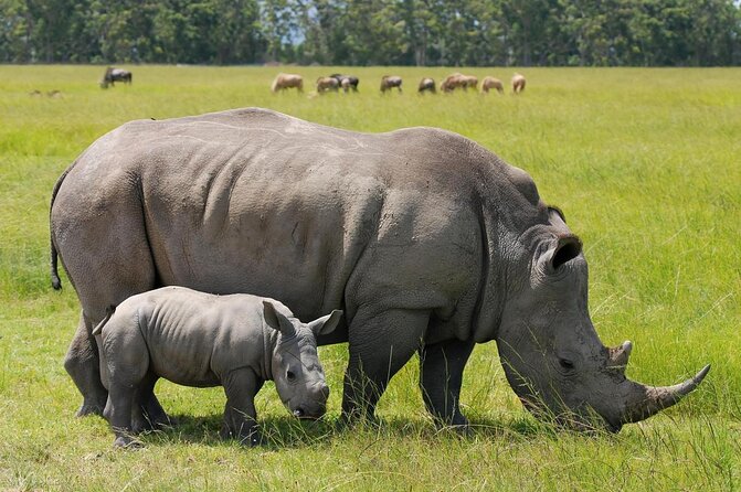 Nairobi Park Wildlife Safari - Key Points