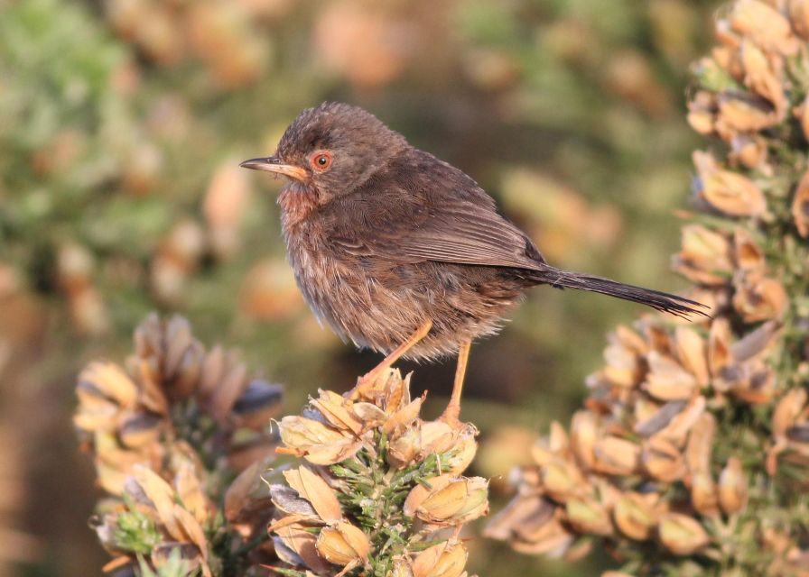 New Forest Discovery Walk (Lyndhurst) - Key Points