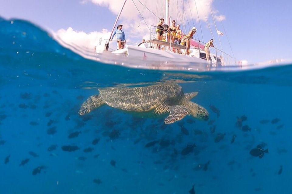 Oahu: Waikiki Turtle Snorkeling Adventure Cruise - Key Points