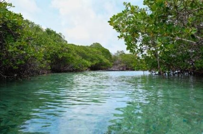 On Your Own: Kayak in the Mangrove Lagoon - Key Points