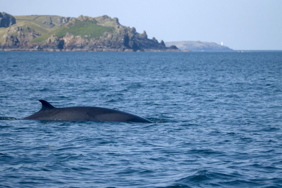 Padstow: Guided RIB Sealife Safari - Key Points