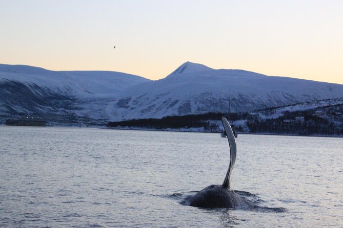 Polar Whale Safari From Tromsø - Key Points