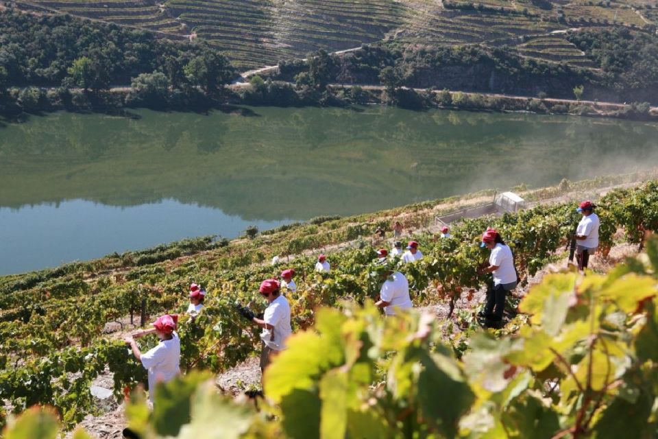 Porto: Private Douro Valley & Wine Tour With Lunch & Cruise - Key Points