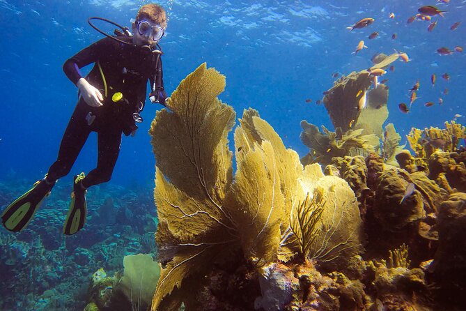 Private 2 Tank Guided Experience in Curaçao for Certified Divers - Key Points