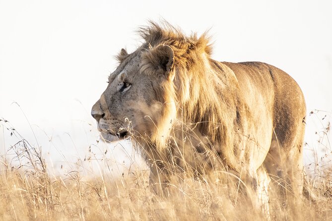 Private 5-Hour Lion Park Tour From Johannesburg or Pretoria - Key Points