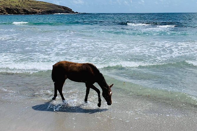 Private Beach Horseback Ride With Sandy Hoofs St. Lucia - Overview