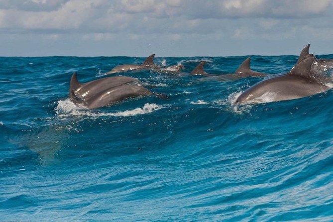 Private Dolphin Tour and Snorkeling at Mnemba Island Reef - Overview of the Tour