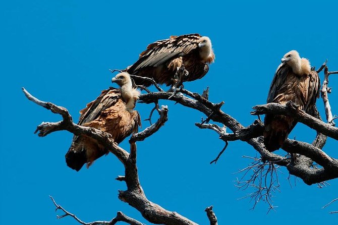 Private Plavnik Island Half-Day Boat Trip With Capt. Bobo - Key Points