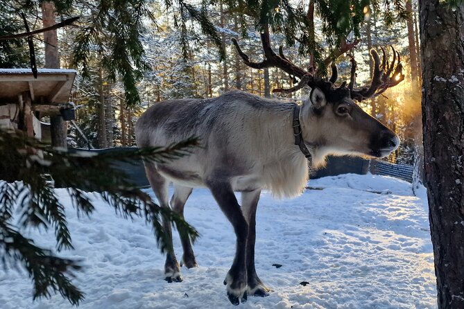 PRIVATE Reindeer Park Adventure by VIP Car - Key Points