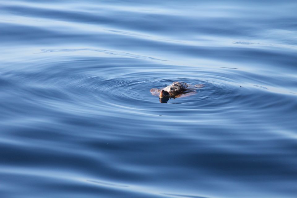 Puerto Colon: Whale & Dolphin Sailing Excursion - Key Points