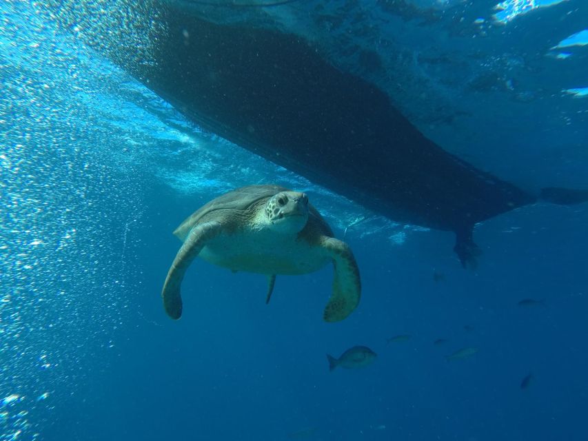 Puerto Colon: Whale-Watching Sailing Tour With Meal & a Swim - Key Points