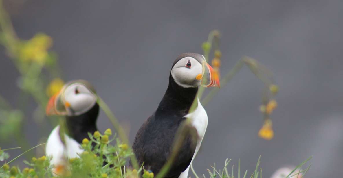 Reykjavik: 1-Hour Puffin Watching Tour - Key Points