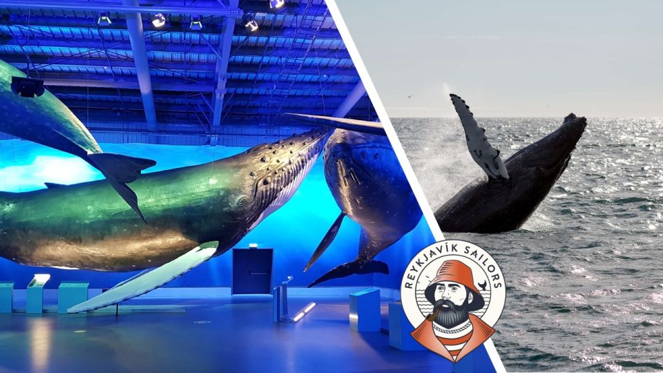 Reykjavik: Whale Watching Excursion & Whale Exhibition - Key Points