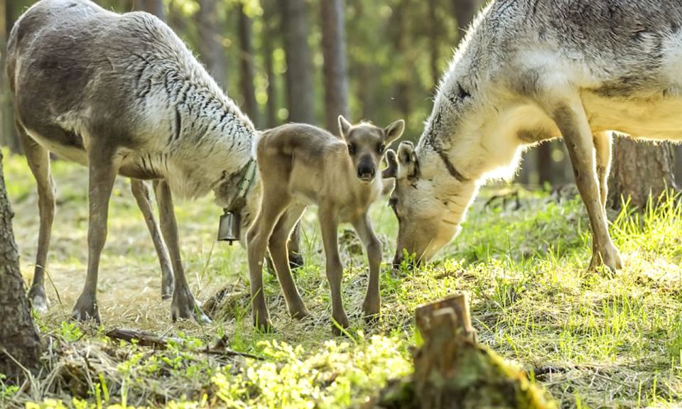 Rovaniemi: Summer Reindeer Farm Experience - Key Points