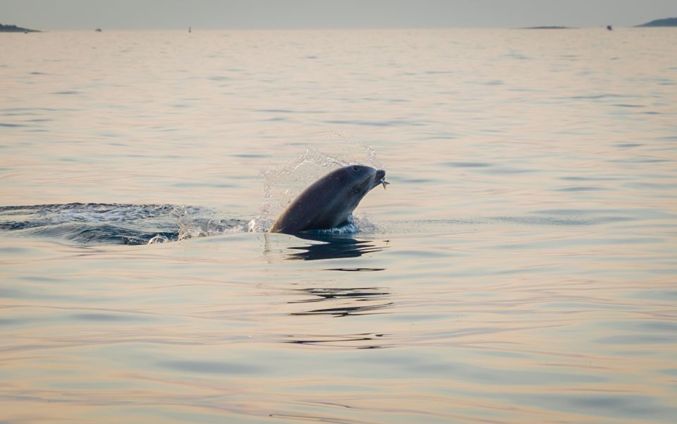 Rovinj: Sunrise Dolphin-Watching Speedboat Tour - Key Points