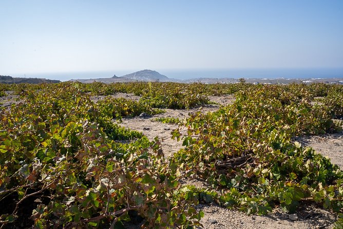 Santorini Wine Roads Tour With Wine Tastings Morning & Sunset - Overview of the Tour