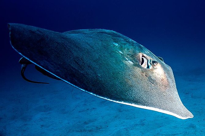 Scuba Diving Multiple Dives in Playa De Las Américas - Key Points