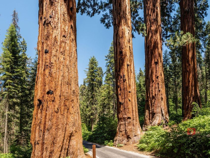 Sequoia & Kings Canyon: Self-Guided Audio Driving Tour - Key Points