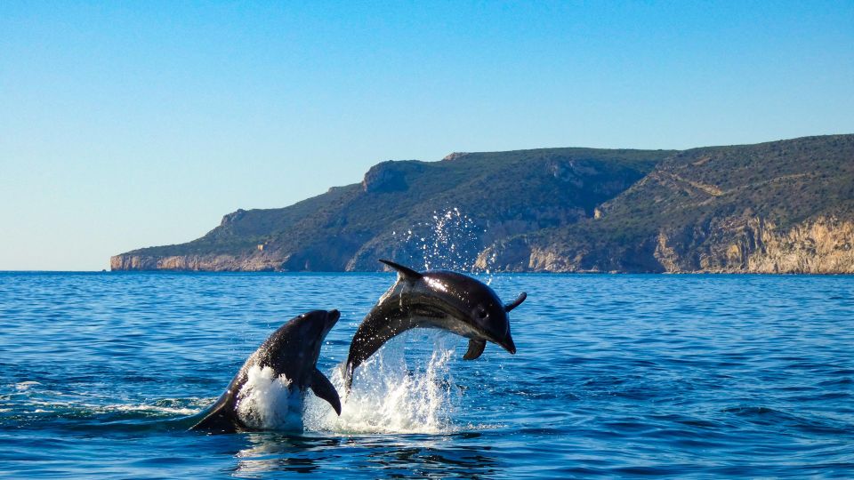 Sesimbra: Private Dolphin Watching Tour Arrábida Natural Park - Key Points