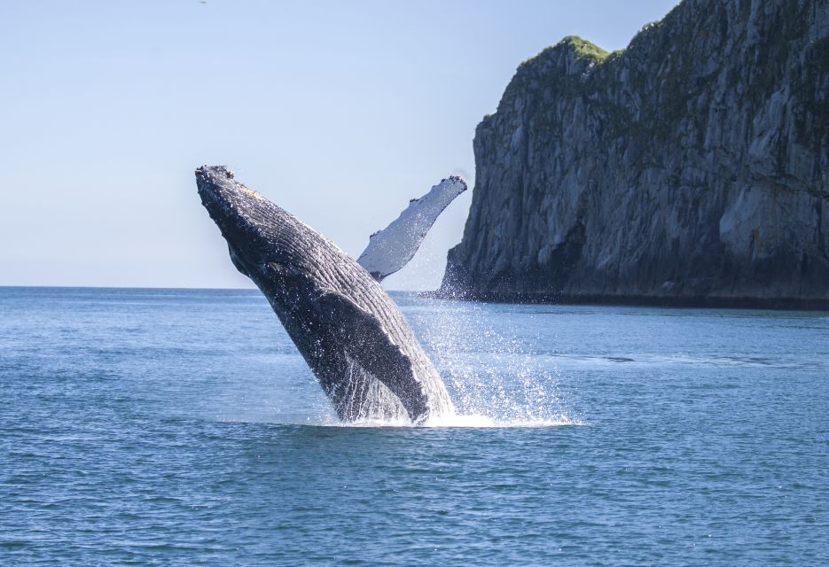 Seward: Kenai Fjords National Park 6-Hour Cruise - Key Points