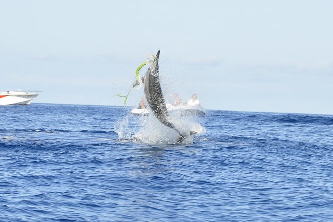 Shared Dolphin Encounter in Mauritius - Key Points