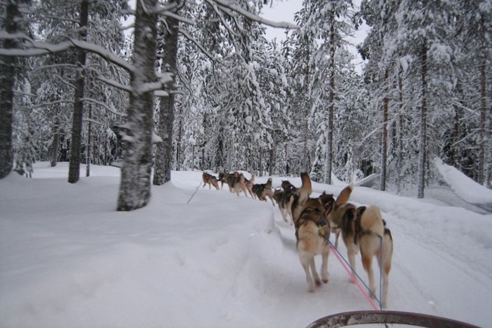 Sirkka: Husky Sled Ride in Levi - Key Points