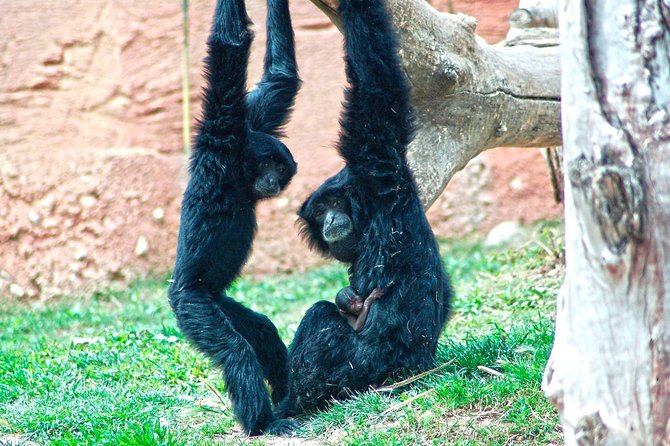 Skip the Line: Terra Natura Benidorm Entrance Ticket - Overview of the Zoo