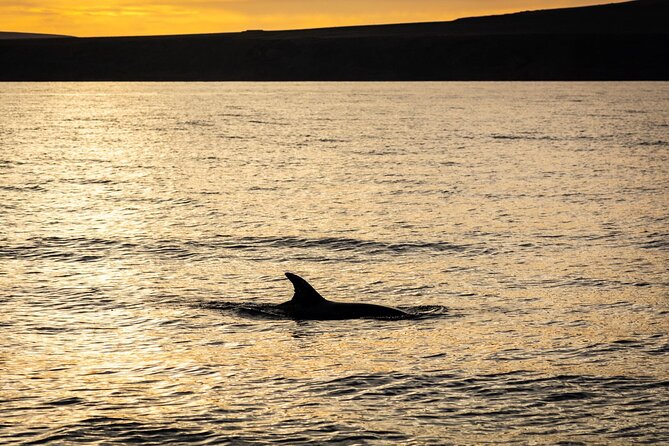 Small Group Dolphin Sunset Tour on Electric Catamaran Lanzarote - Tour Overview