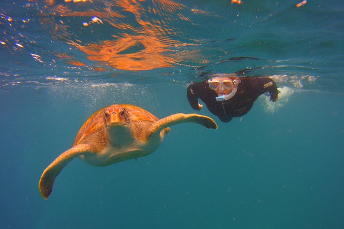 Snorkeling Tour With Sea Turtles and Stingrays - Overview of the Snorkeling Tour