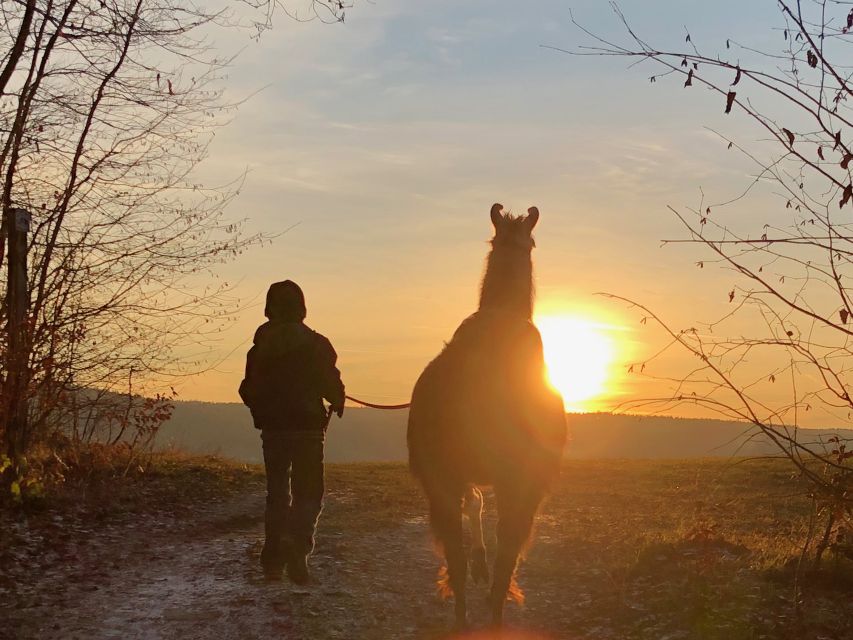 Sohland an Der Spree: Walk With an Alpaca - Key Points